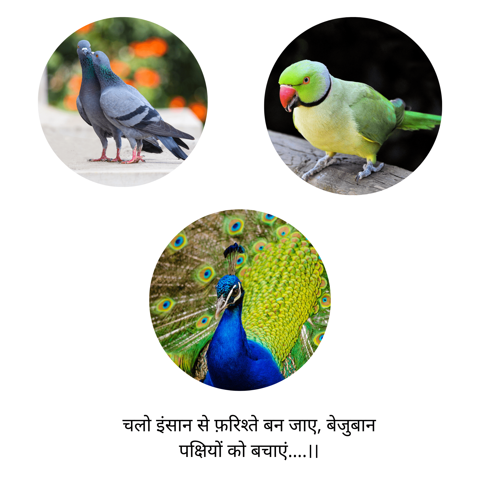 चलो इंसान से फ़रिश्ते बन जाए, बेजुबान पक्षियों को बचाएं….।।